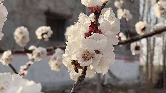 春天盛开的花朵微距