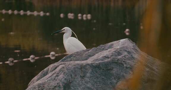 湖边石头上的白鹭