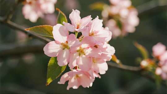 立春时节海棠花开唯美治愈风光视频