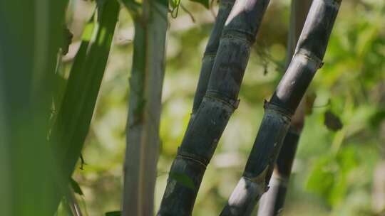 甘蔗植株特写