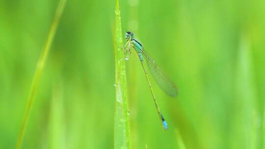 下雨天野外蜻蜓在草丛高清微距视频素材