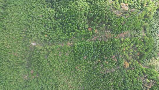 多镜头俯拍绿色植物森林4K