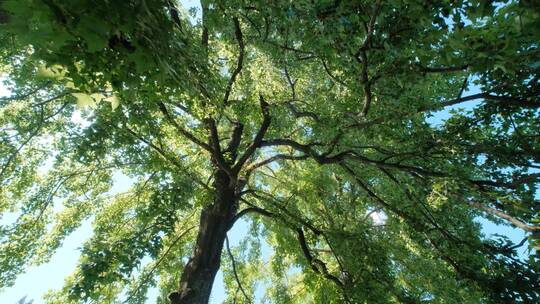 夏天夏日枫叶枫树树林树木树荫树阴