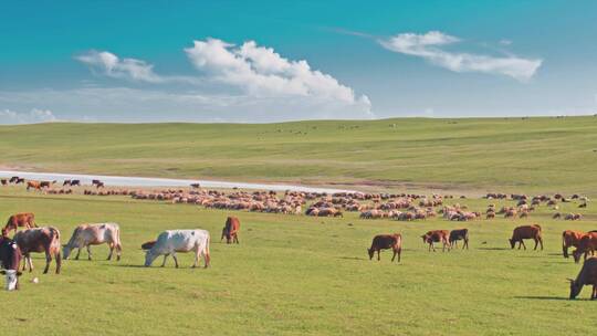 牛群在草原上吃草