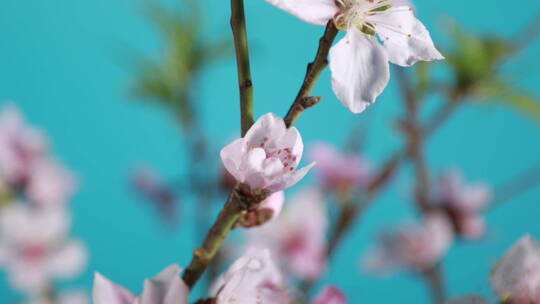 花朵桃花梅花绽放开花过程实拍