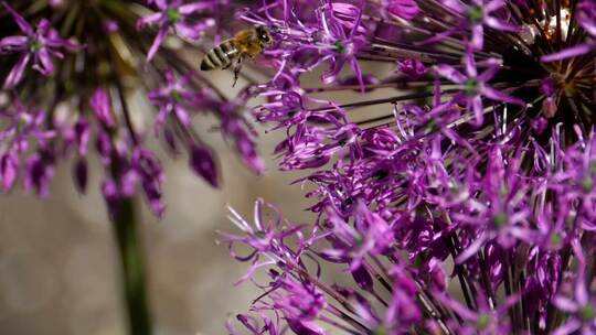 3815_蜜蜂在花丛中飞翔