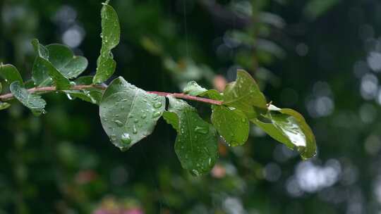 森林下雨天雨季雨水绿叶特写镜头