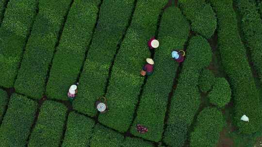 江南茶园茶山采茶工采茶茶园采茶