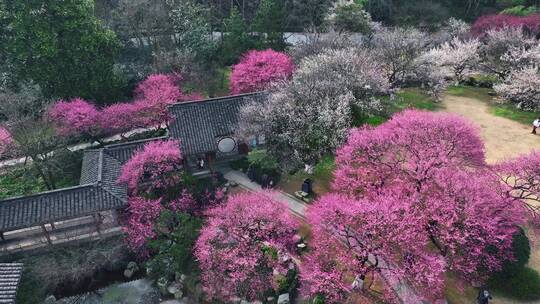 杭州植物园灵峰探梅