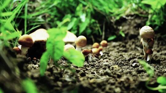 超高清植物生长微距拍摄视频