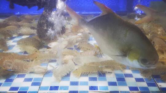 实拍 海鲜 螃蟹 皮皮虾 鱼视频素材模板下载