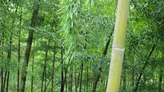 下雨天竹林景观特写，竹节挺拔竹叶繁茂