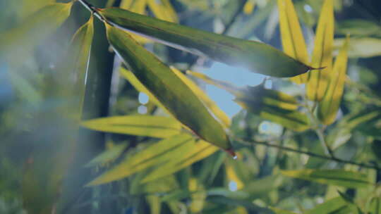 院子里的竹子竹林竹影毛竹