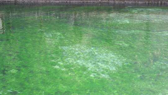 水面漂浮绿色植物特写