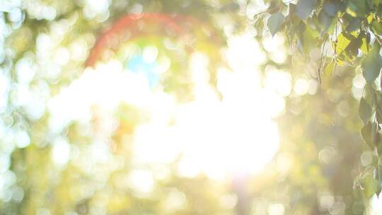 夏日阳光光斑树叶视频素材模板下载
