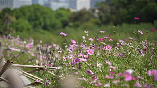 秋英波斯菊大波斯菊格桑花格桑梅朵