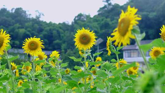 向日葵花田