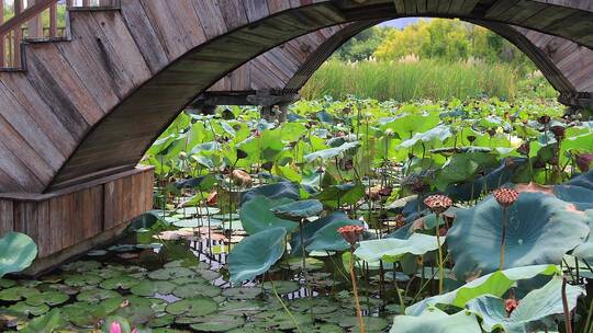 秋日城市湿地公园里的荷塘和木拱桥