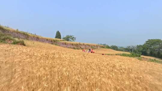 高清航拍乡村农田稻田农村山水风光自然风景