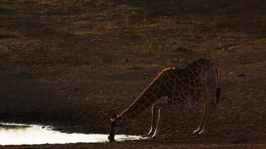 南非克鲁格国家公园的长颈鹿视频素材模板下载
