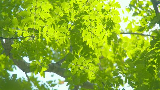 夏天阳光树叶唯美空镜头意境植物