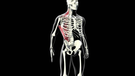 肌肉 人体 医学 结构 骨骼 腹肌 臀腿肌肉
