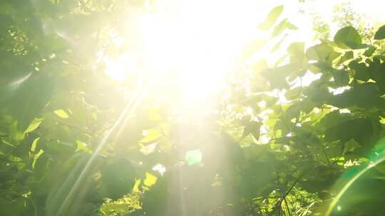 阳光透过树叶植物光影写意美好空镜绿色