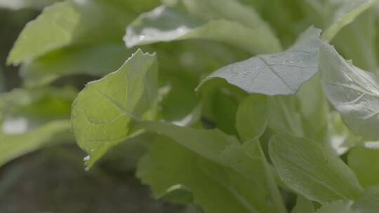 芥菜温室幼苗微距轨道拍摄LOG素材