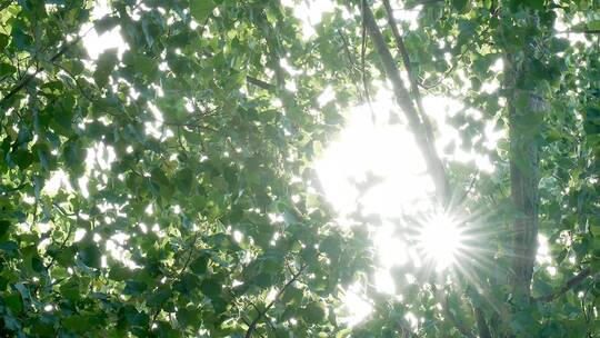 一缕阳光穿透茂密的树叶视频素材模板下载