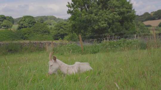 草原里一只山羊休息
