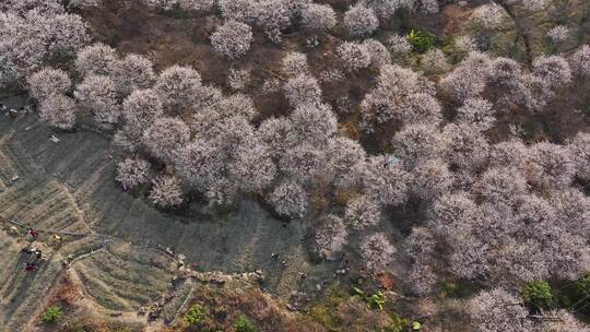 中国广东省广州市从化区广州流溪东星村梅花