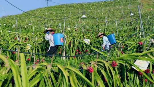 火龙果基地  农民采摘 火龙果种植基地