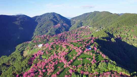 云南大理无量山樱花谷冬樱花和茶园茶树航拍