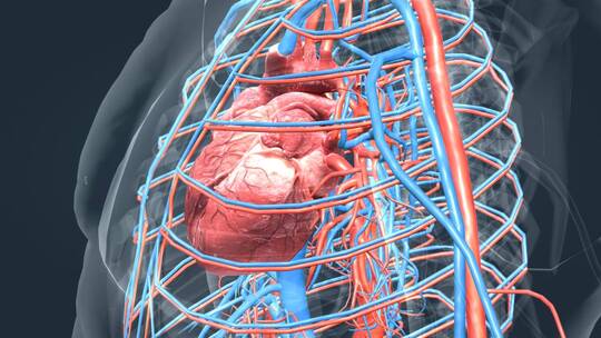 3D人体器官心脏医学动画