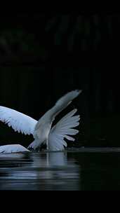 雌雄白鹭湖泊水中求偶上下飞舞踩背交配交尾