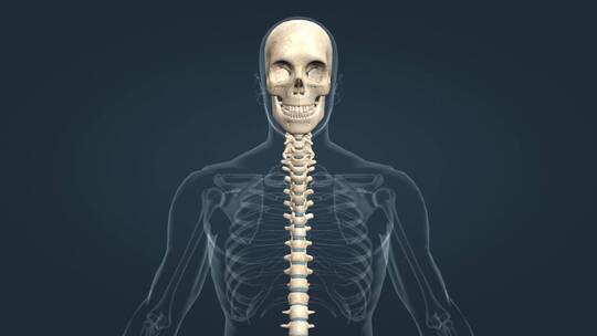 人体骨架脊椎脊柱颈部关节