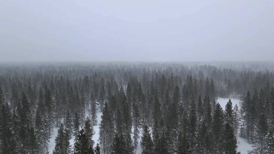 航拍冬天松树林冰雪覆盖