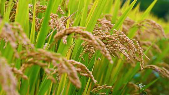 秋天丰收待收割的金色水稻