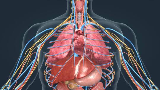心脏的电传导系统肝脏肺部肠胃人体器官动画