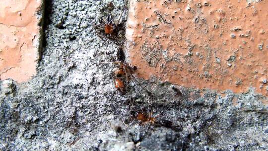 蚂蚁在墙壁爬行