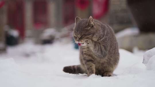 猫咪雪中洗脸