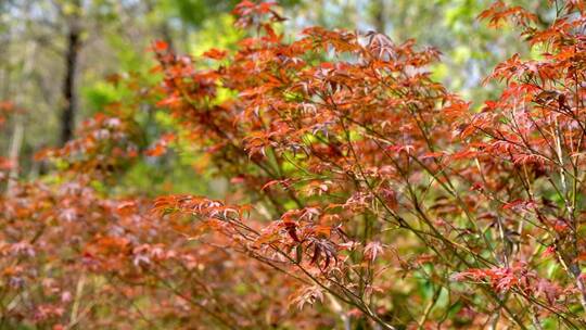 秋天红色枫叶风光意境自然风景空镜头