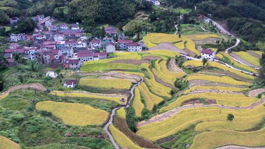 天台鎏金梯田美丽乡村金秋稻田风光 航拍