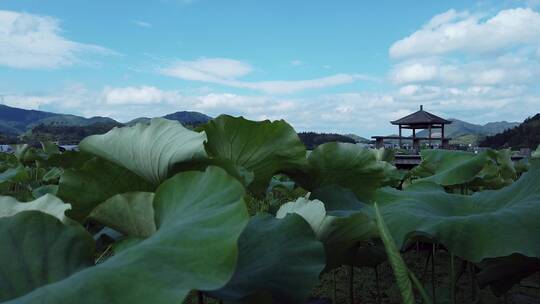 鲤鱼溪古镇的初夏