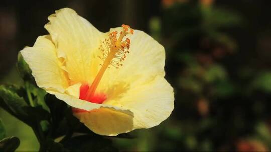 风中摇摆的芙蓉花