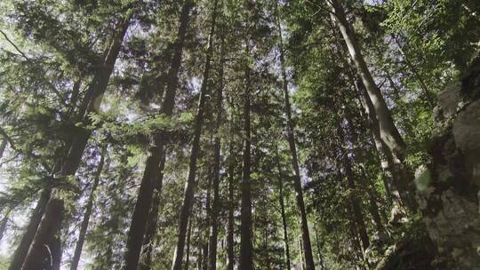 低角度拍摄森林