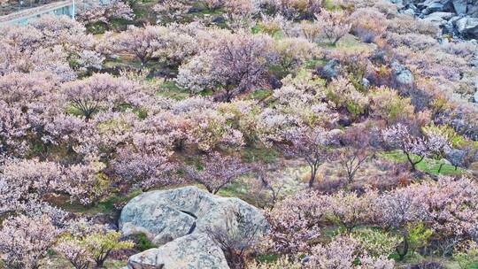 青岛樱花