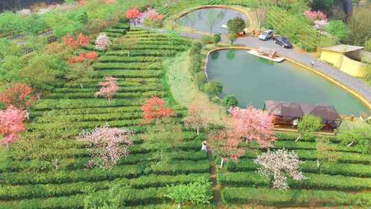 湖南郴州高椅岭樱花园