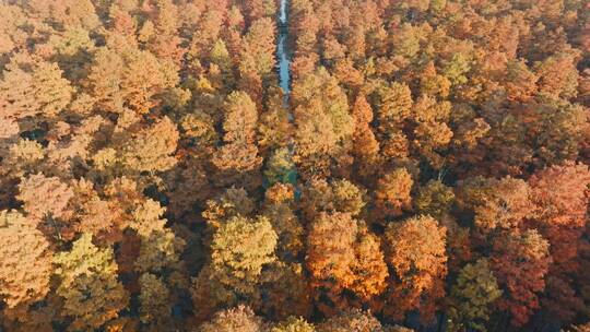 秋天武汉涨渡湖湿地红色水上森林水杉视频素材模板下载