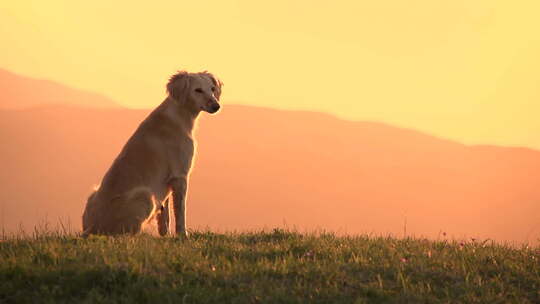 猎狗看日落